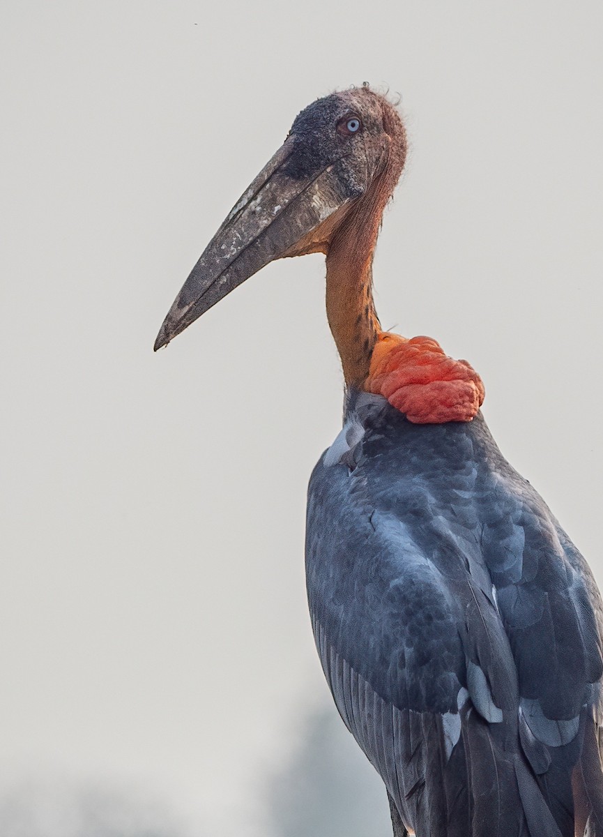 Greater Adjutant - Phil Chaon