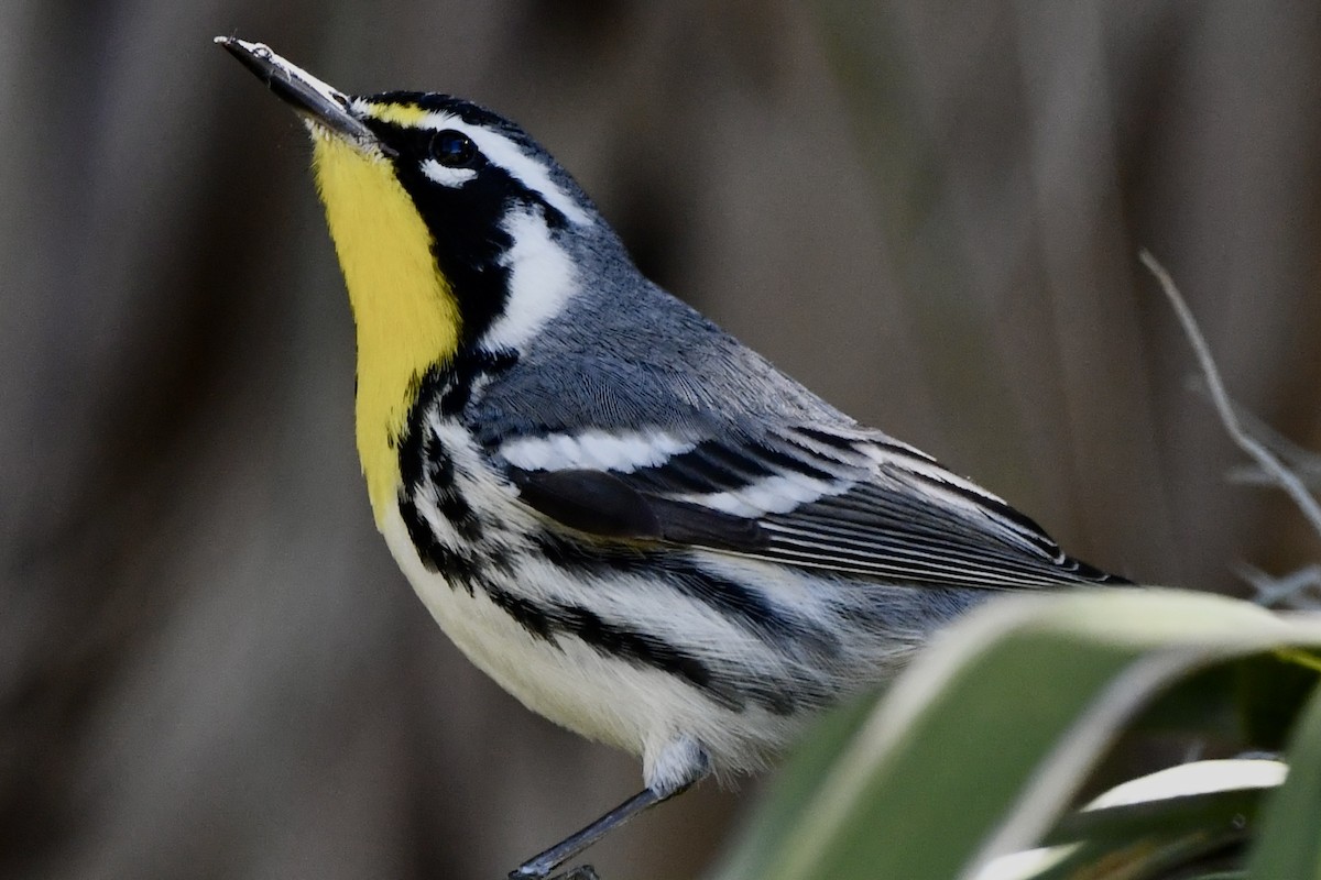 Yellow-throated Warbler - ML615181866