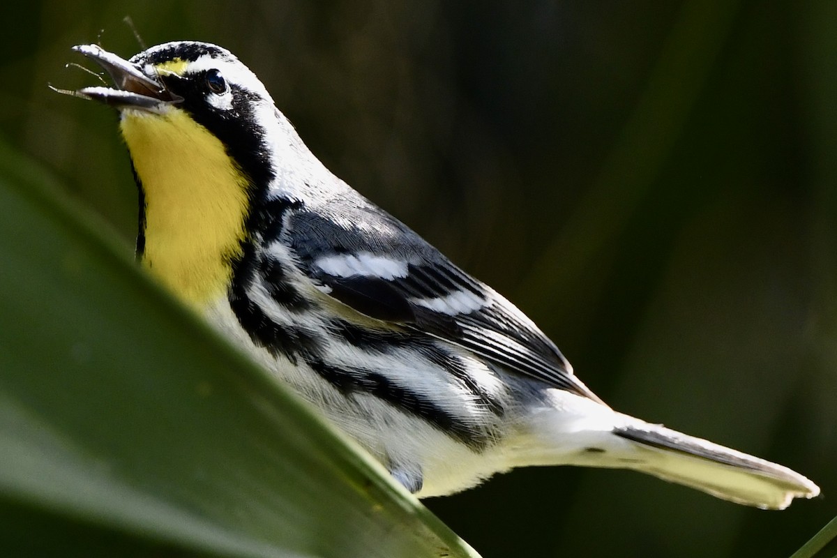 Yellow-throated Warbler - ML615181867