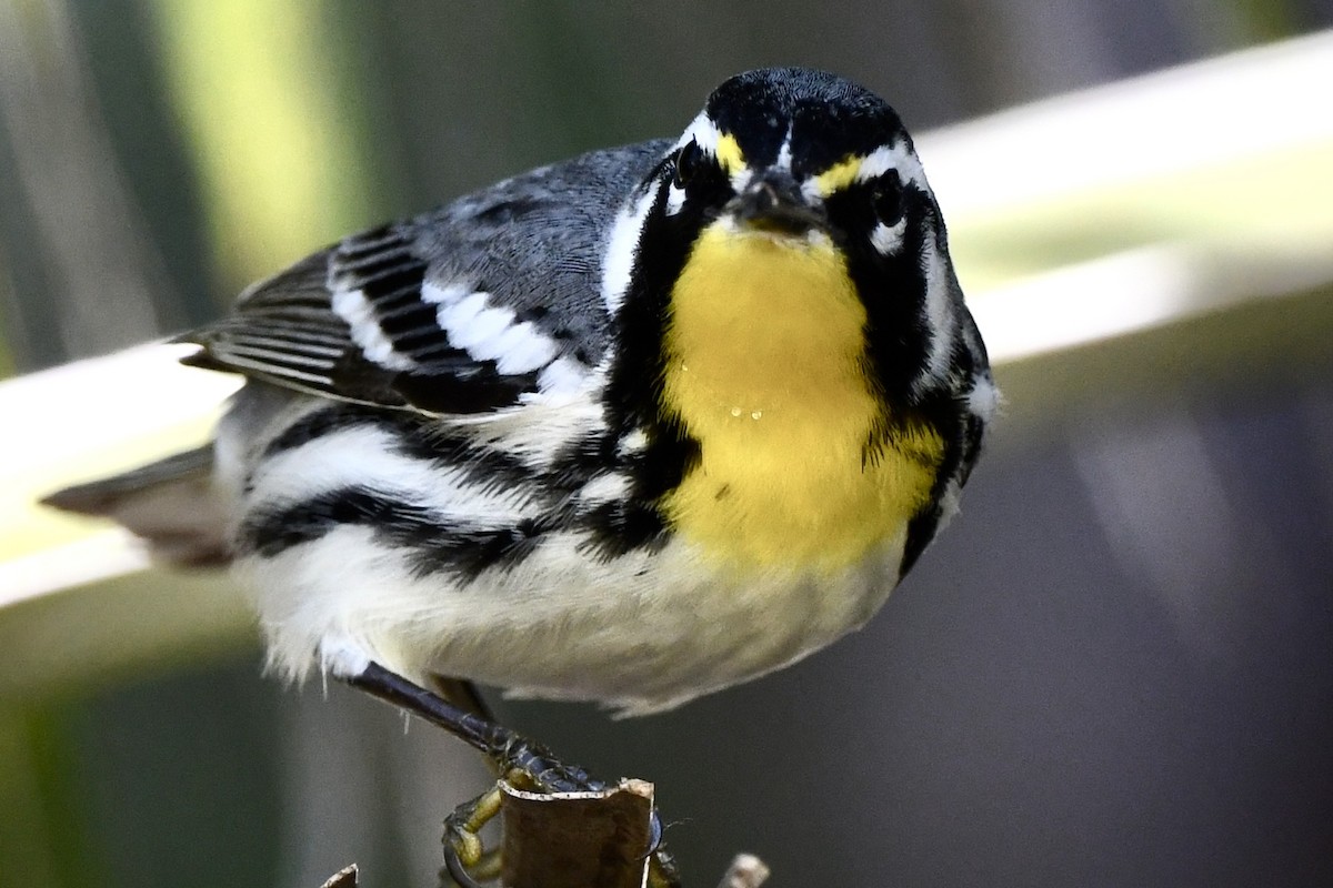 Yellow-throated Warbler - ML615181868