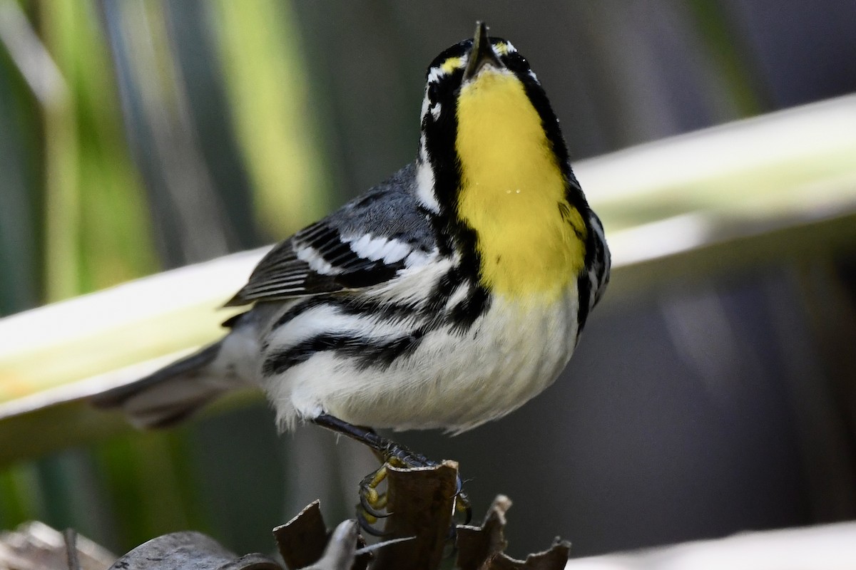 Yellow-throated Warbler - ML615181869