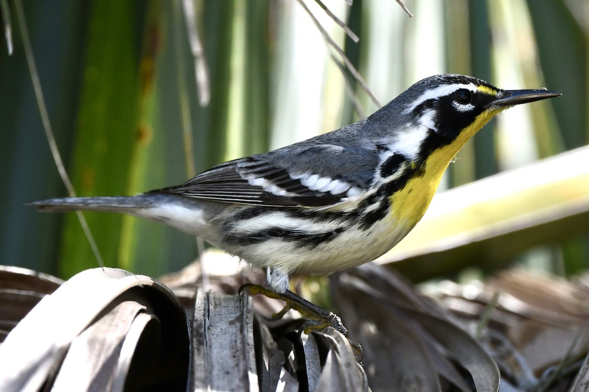 Yellow-throated Warbler - ML615181870