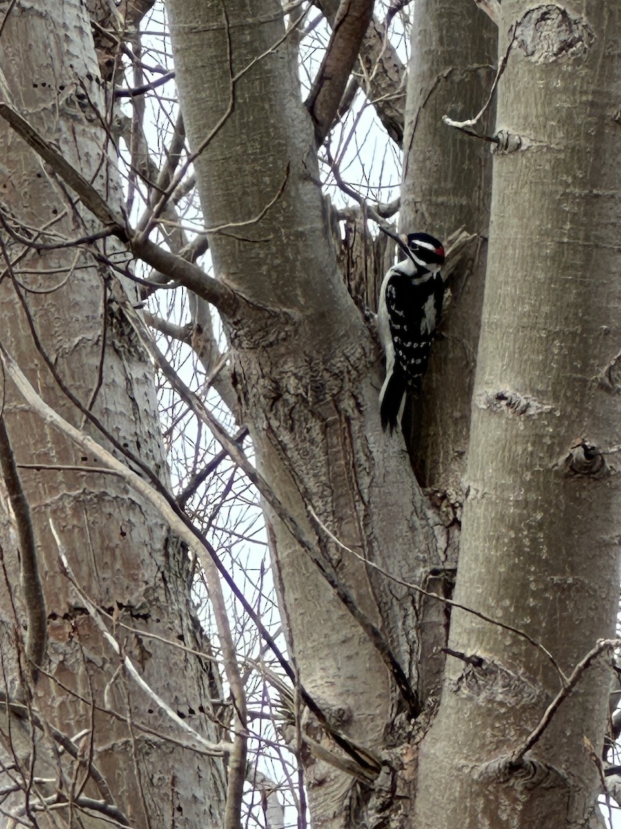 Hairy Woodpecker - ML615181899