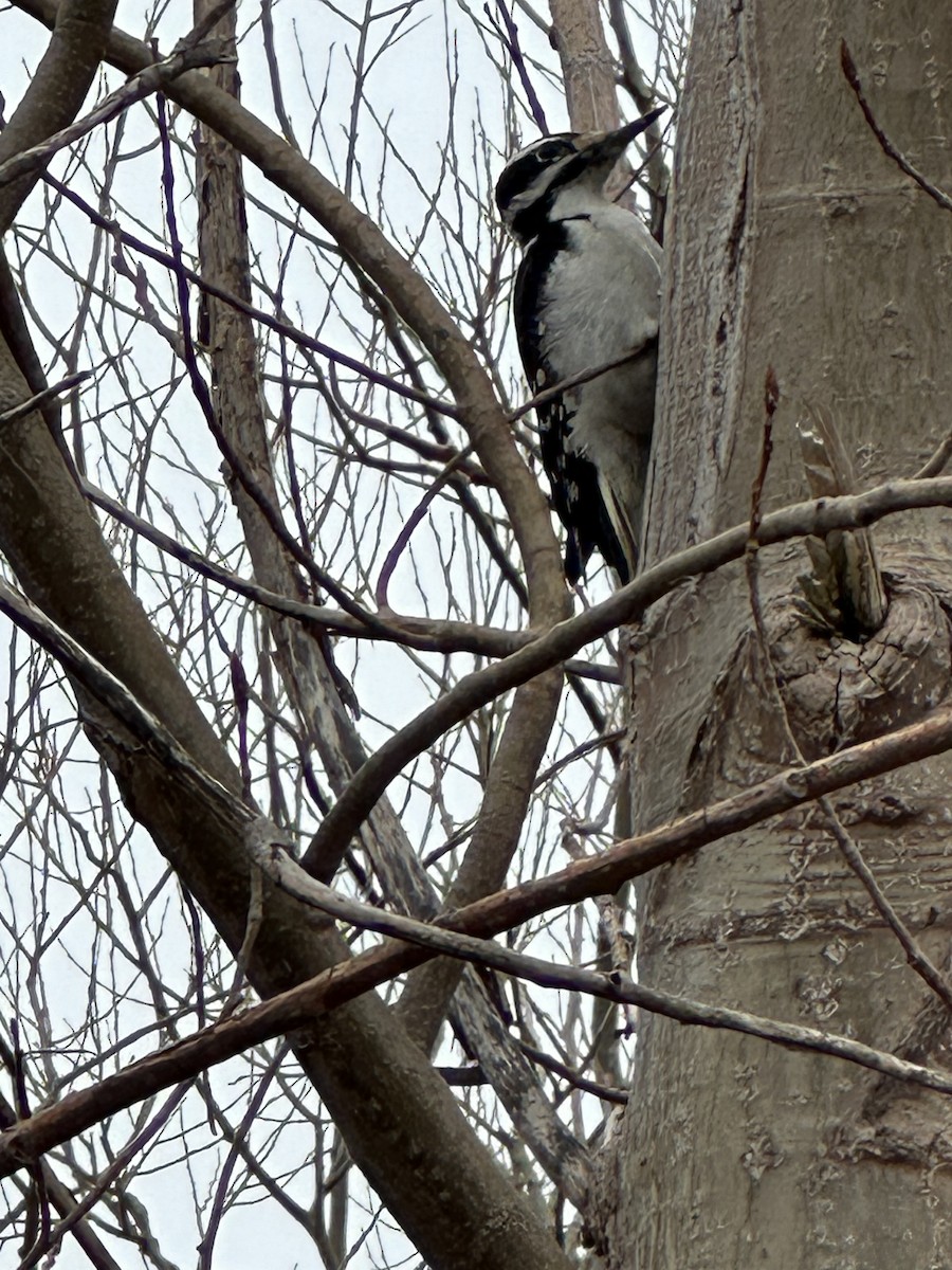 Hairy Woodpecker - ML615181900