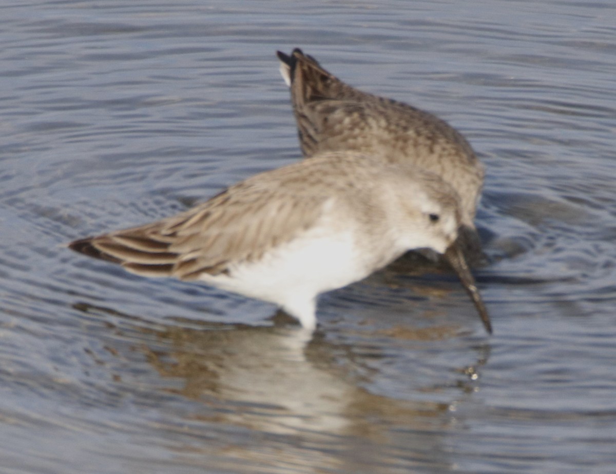 Dunlin - ML615181913