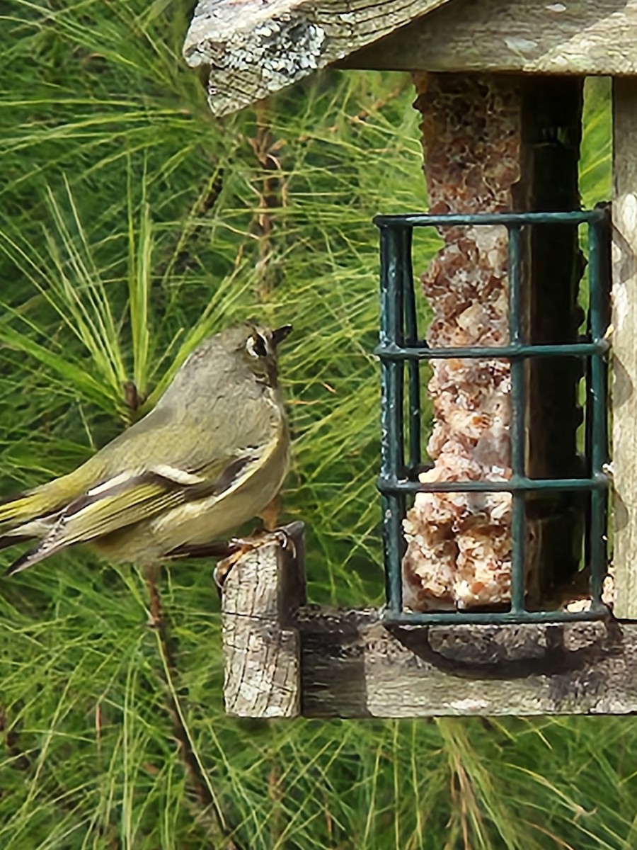 Ruby-crowned Kinglet - ML615181959