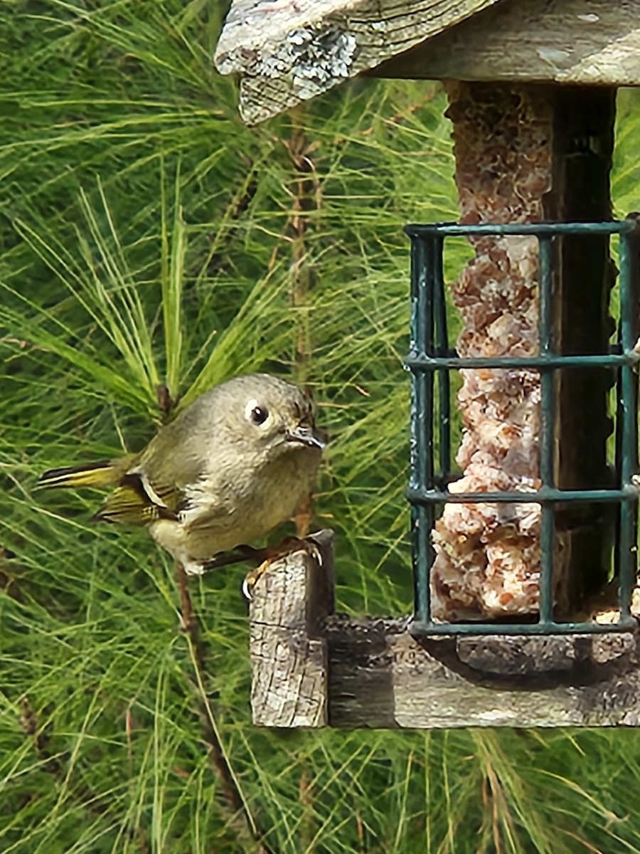 Ruby-crowned Kinglet - ML615181962