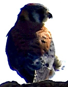 American Kestrel - ML615181998