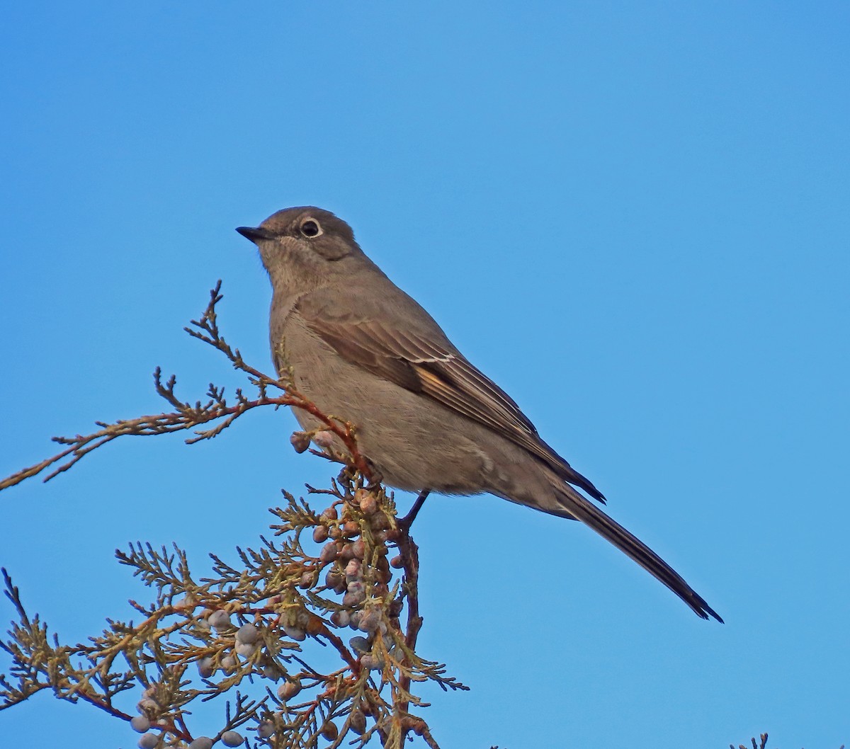 Townsend's Solitaire - ML615182062
