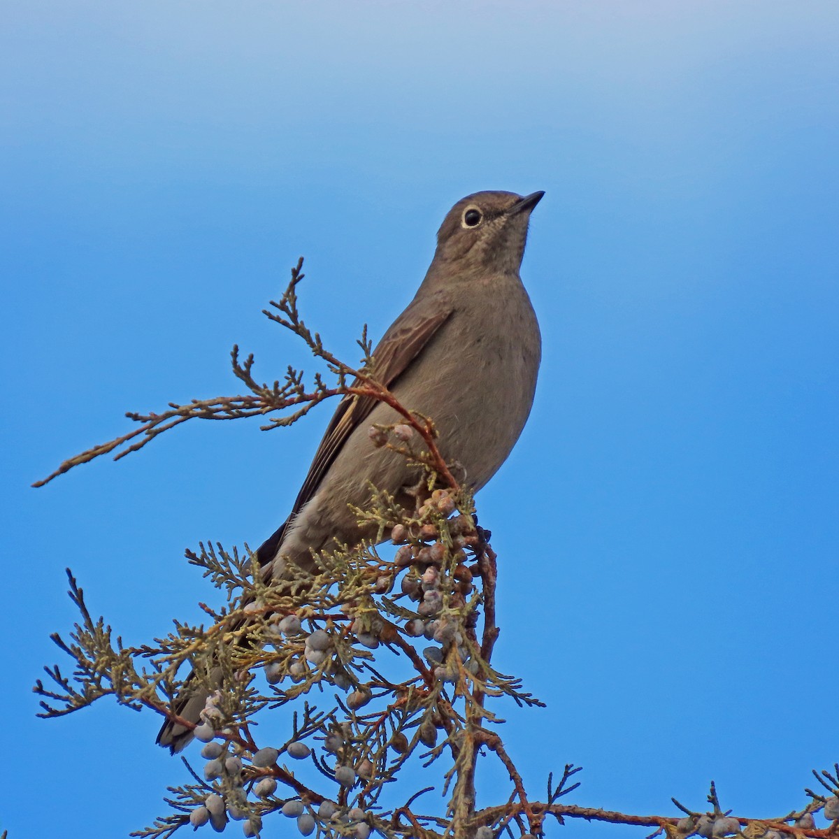 Townsend's Solitaire - ML615182063