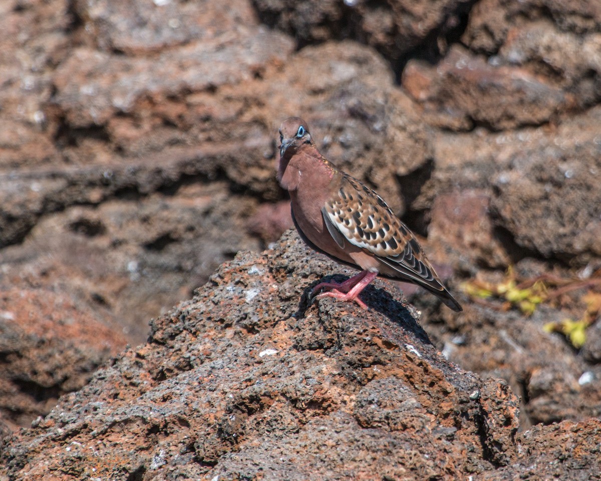 Galapagos Dove - ML615182087