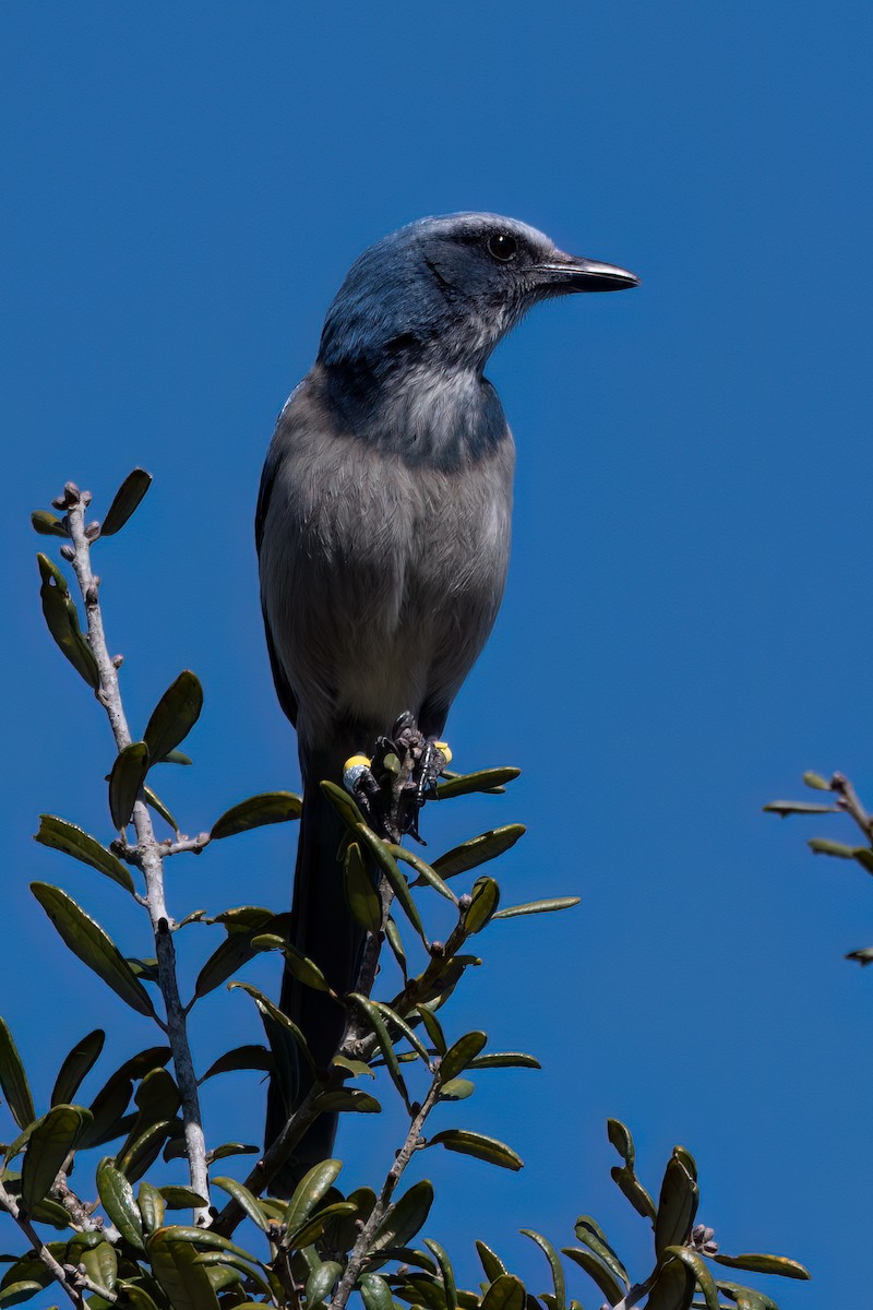 Florida Scrub-Jay - ML615182101