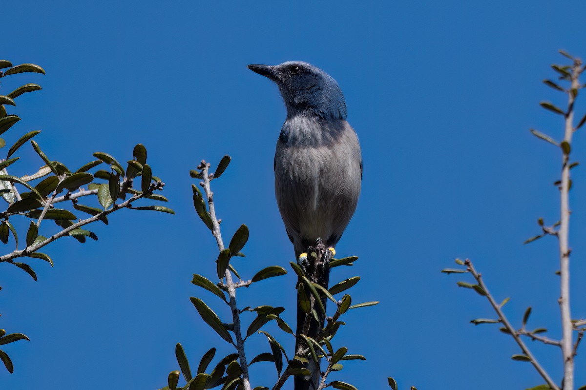 Florida Scrub-Jay - ML615182102