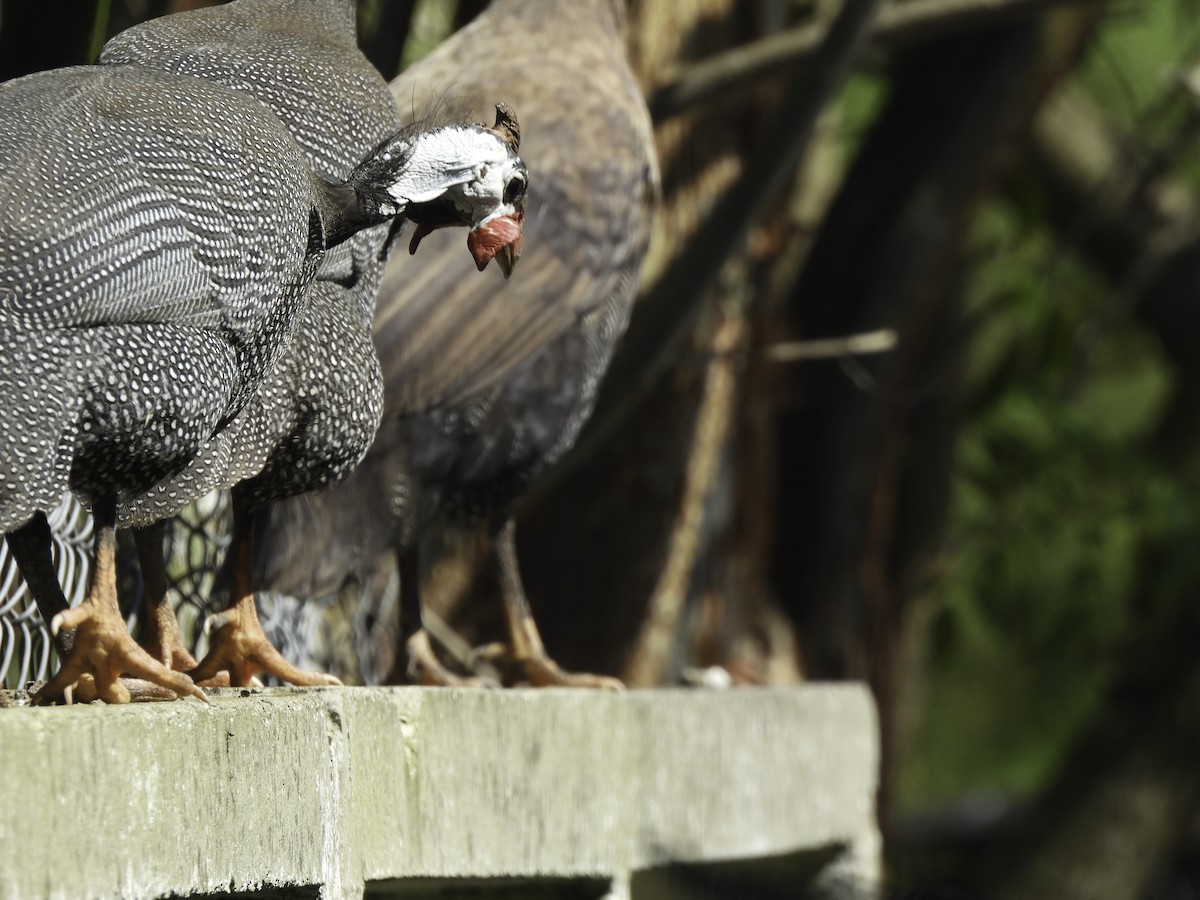 Helmeted Guineafowl (Domestic type) - ML615182152