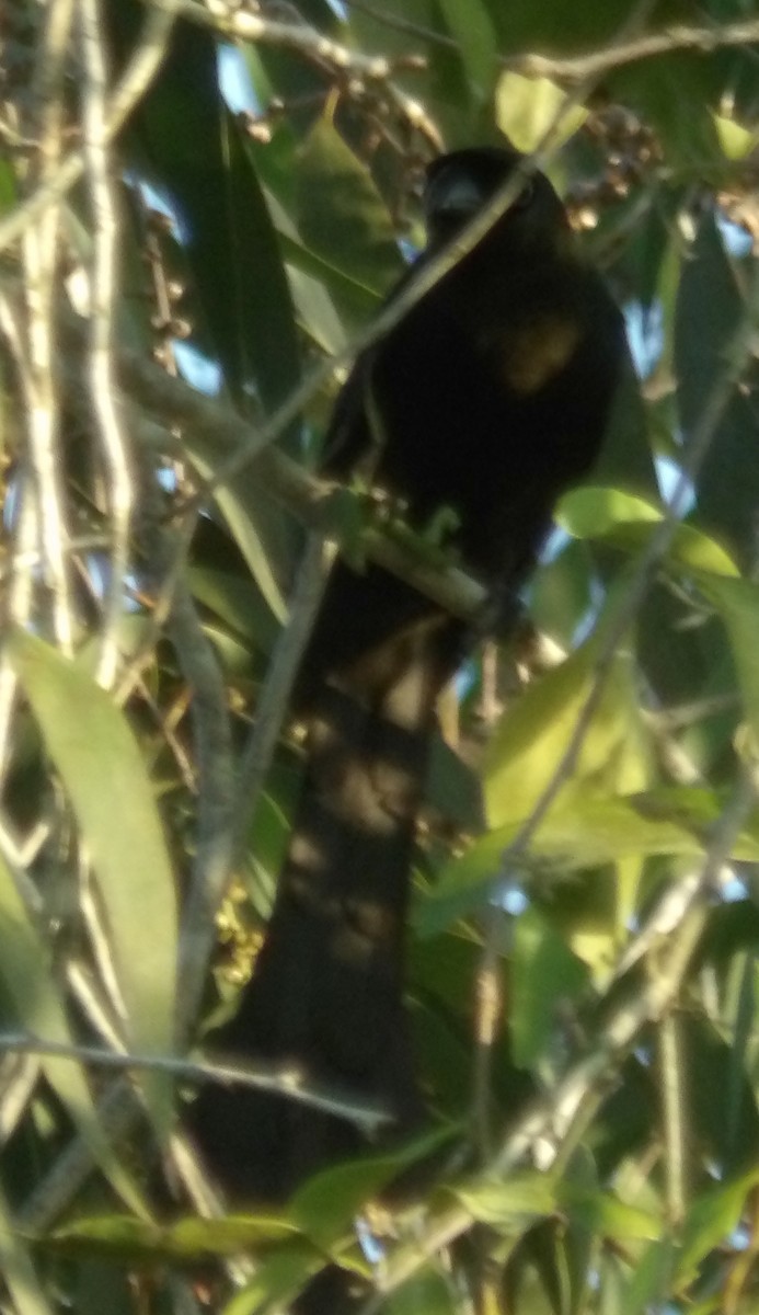 Racket-tailed Treepie - ML615182160