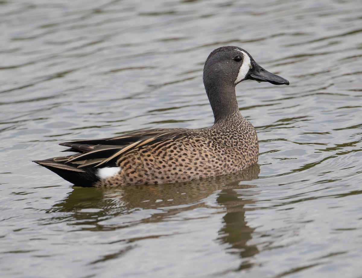 Blue-winged Teal - ML615182182
