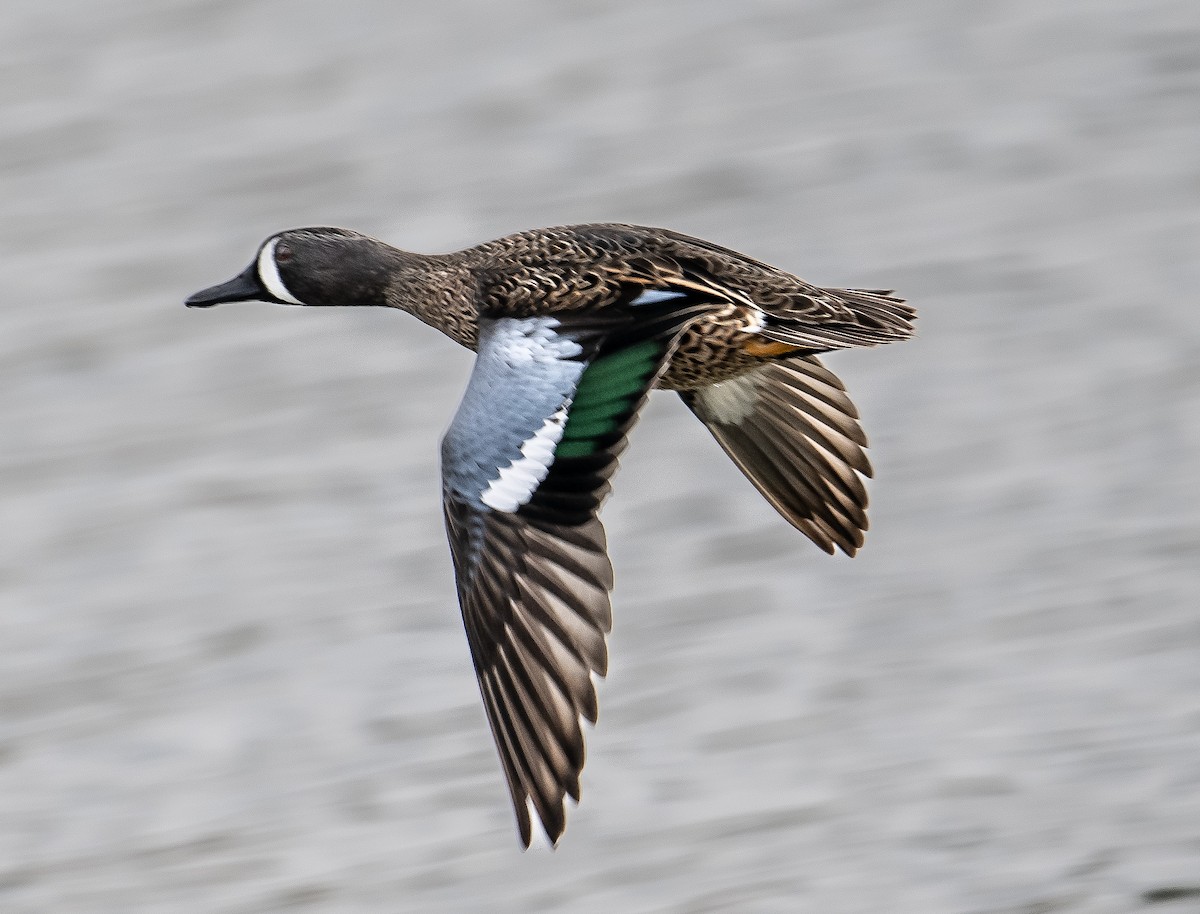 Blue-winged Teal - ML615182230