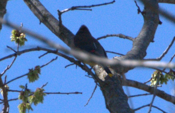 Cedar Waxwing - ML615182294