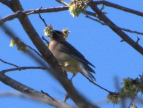 Cedar Waxwing - ML615182295