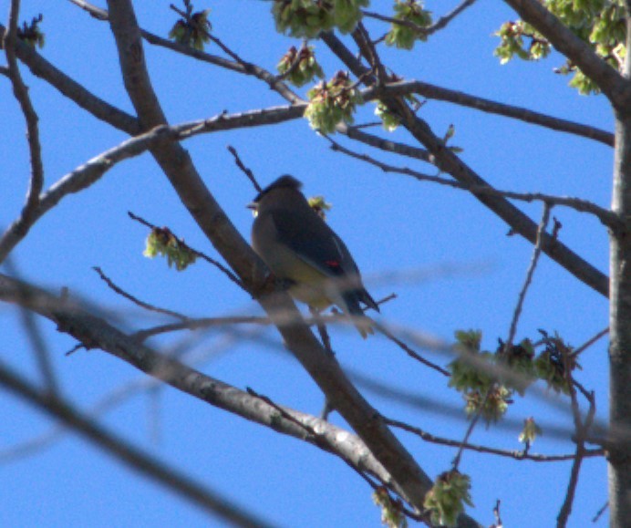 Cedar Waxwing - ML615182296