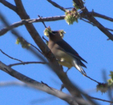 Cedar Waxwing - ML615182297