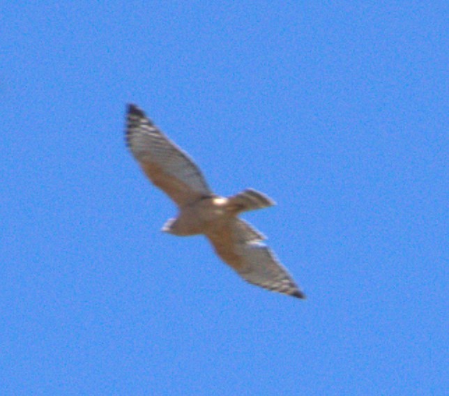 Red-shouldered Hawk (lineatus Group) - ML615182306