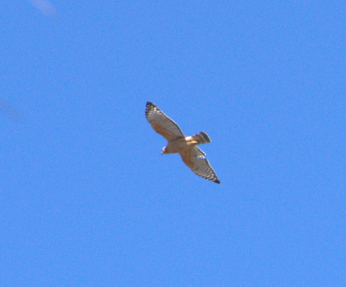 Red-shouldered Hawk (lineatus Group) - ML615182307