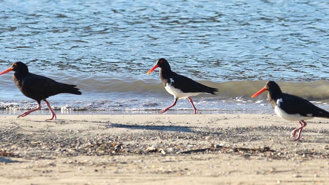 Pied Oystercatcher - ML615182312