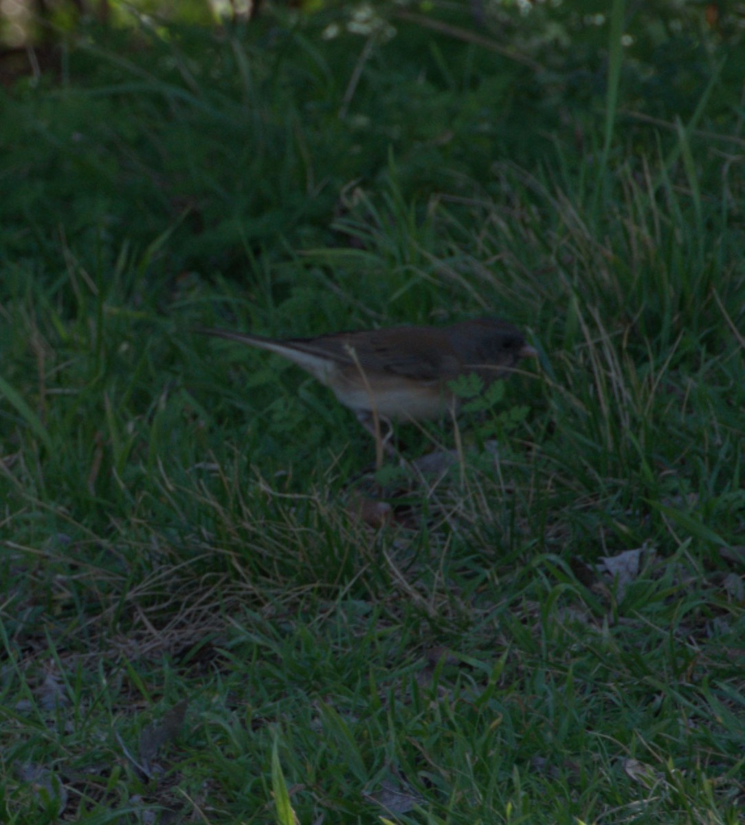 Junco ardoisé (hyemalis/carolinensis) - ML615182328