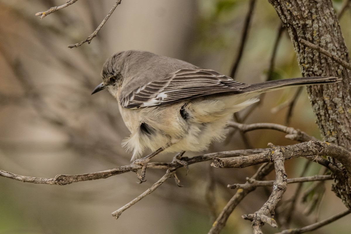 Northern Mockingbird - Dale Bargmann