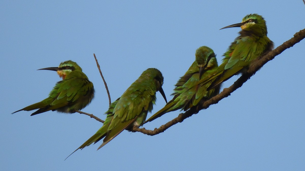 Blue-cheeked Bee-eater - Colin Fisher