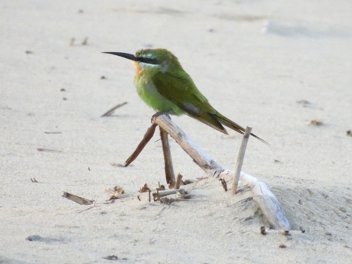 Blue-cheeked Bee-eater - ML615182486