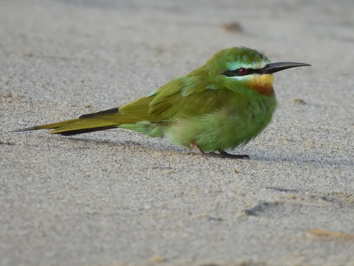 Blue-cheeked Bee-eater - Colin Fisher