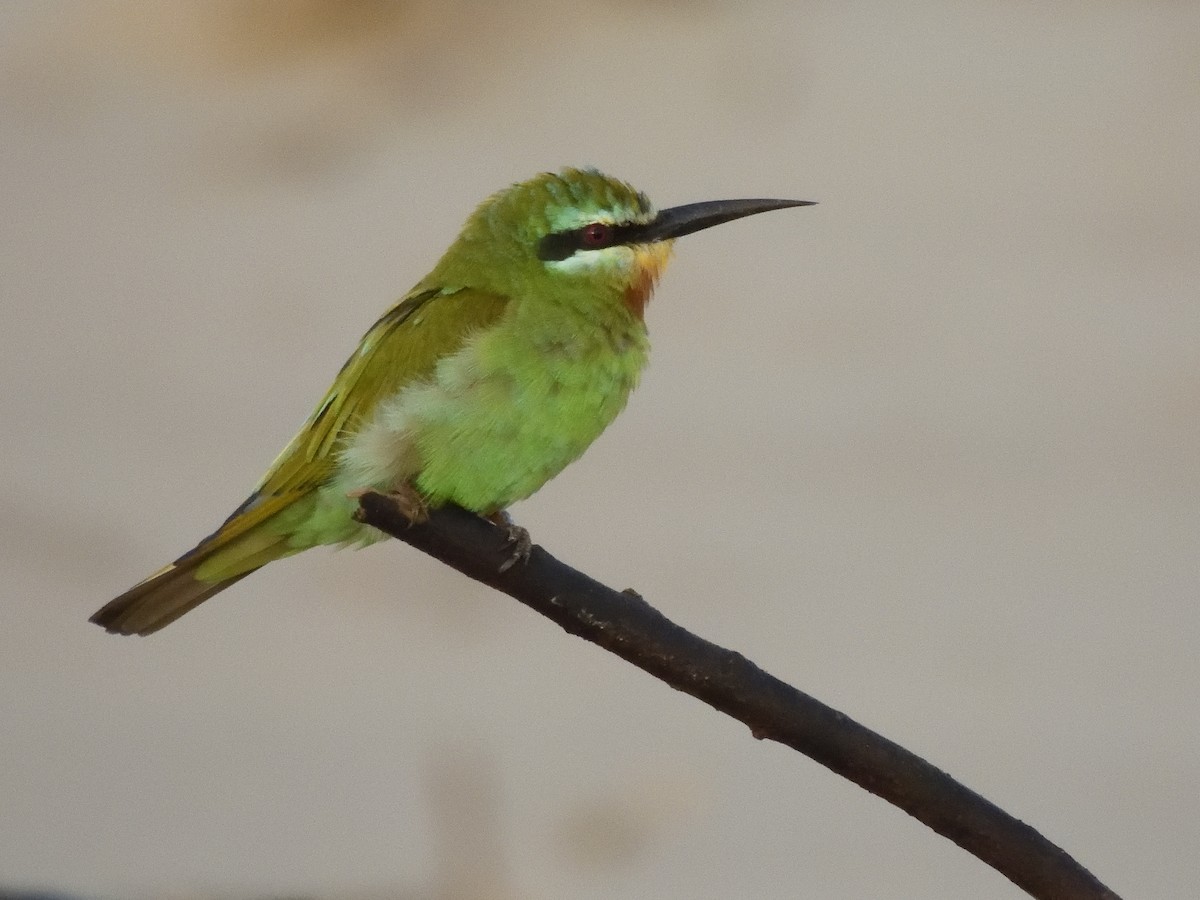 Blue-cheeked Bee-eater - Colin Fisher