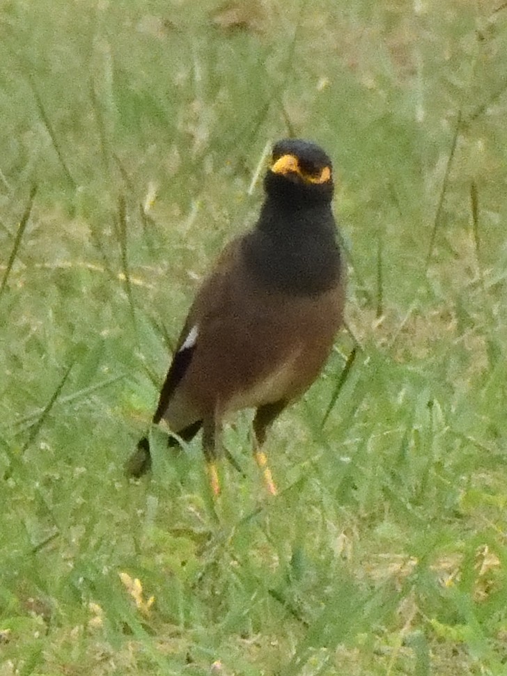 Common Myna - Colin Fisher