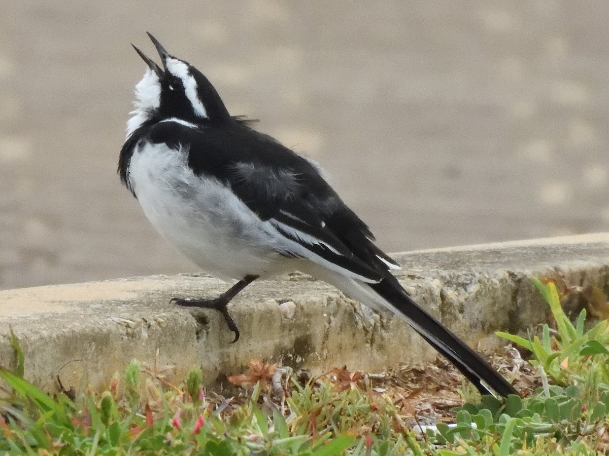 African Pied Wagtail - Colin Fisher