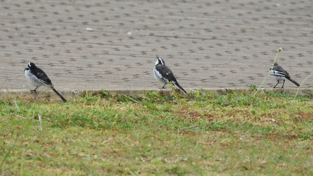 African Pied Wagtail - Colin Fisher