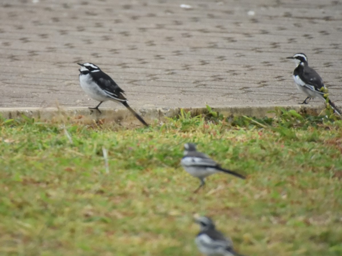 African Pied Wagtail - Colin Fisher