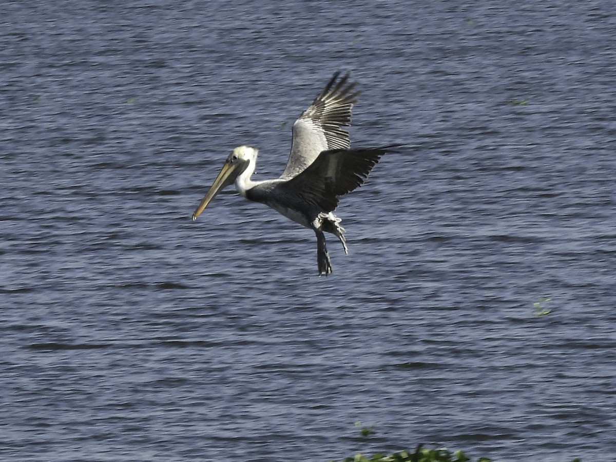 Brown Pelican - ML615182540