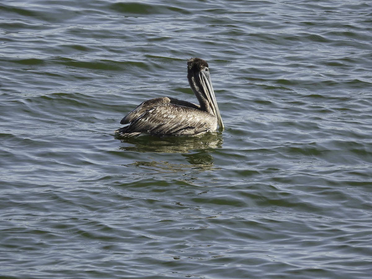 Brown Pelican - ML615182541