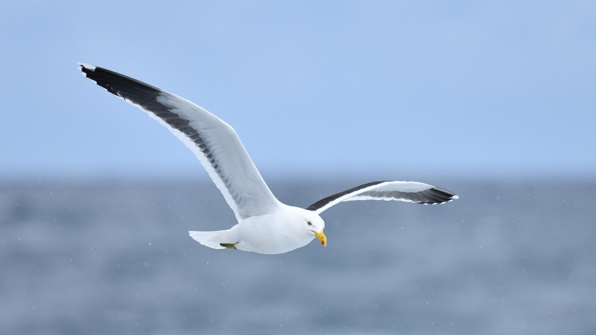 Kelp Gull - ML615182557