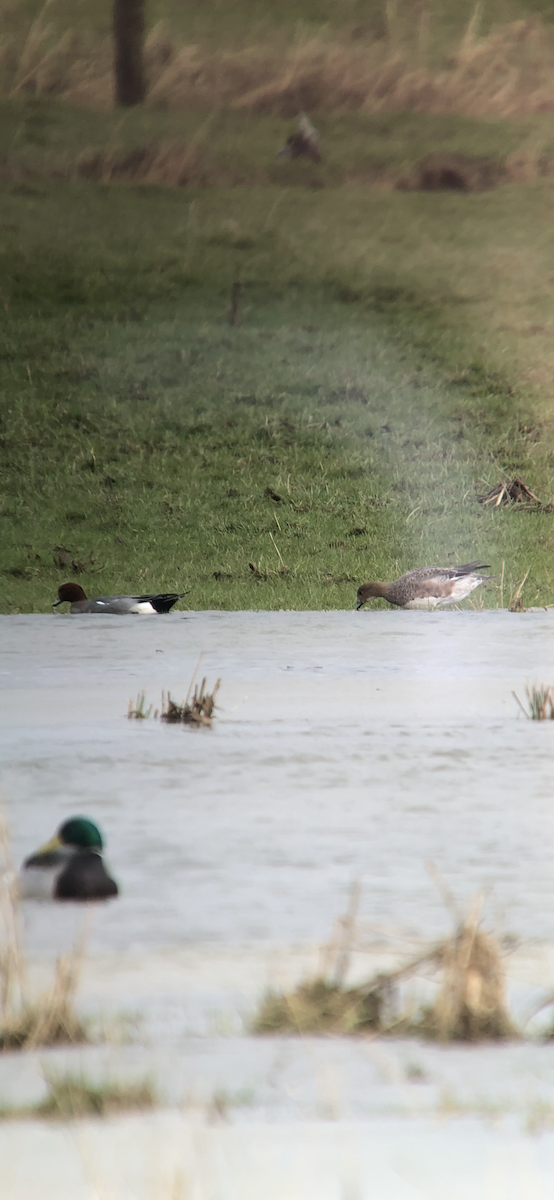 Eurasian Wigeon - ML615182569