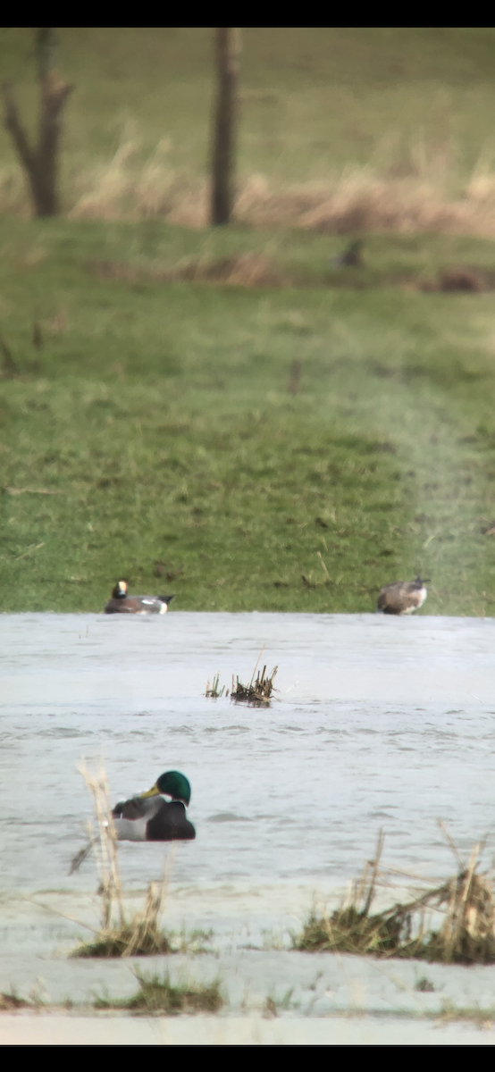 Eurasian Wigeon - ML615182570