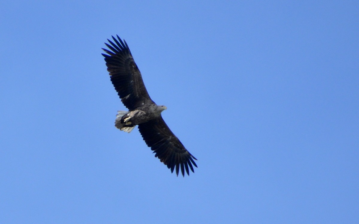 White-tailed Eagle - ML615182600