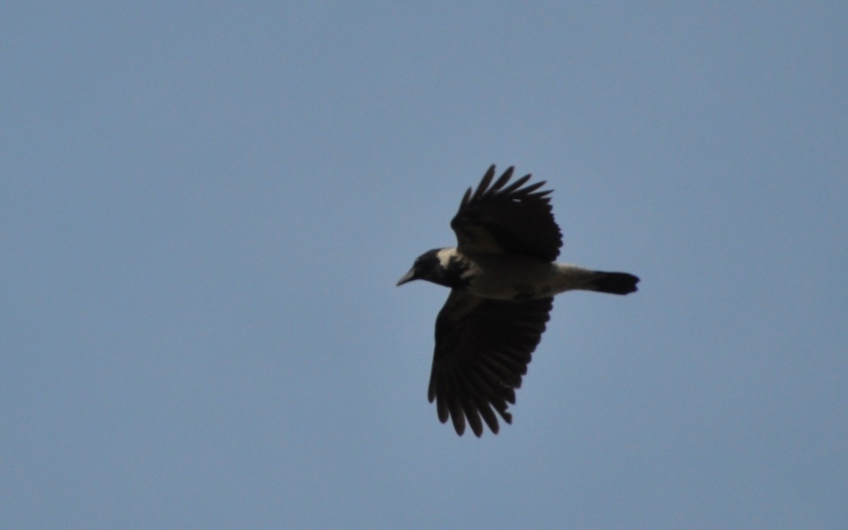 Hooded Crow - ML615182613