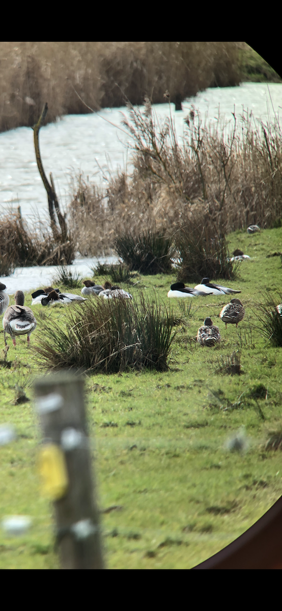 Common Merganser - ML615182614