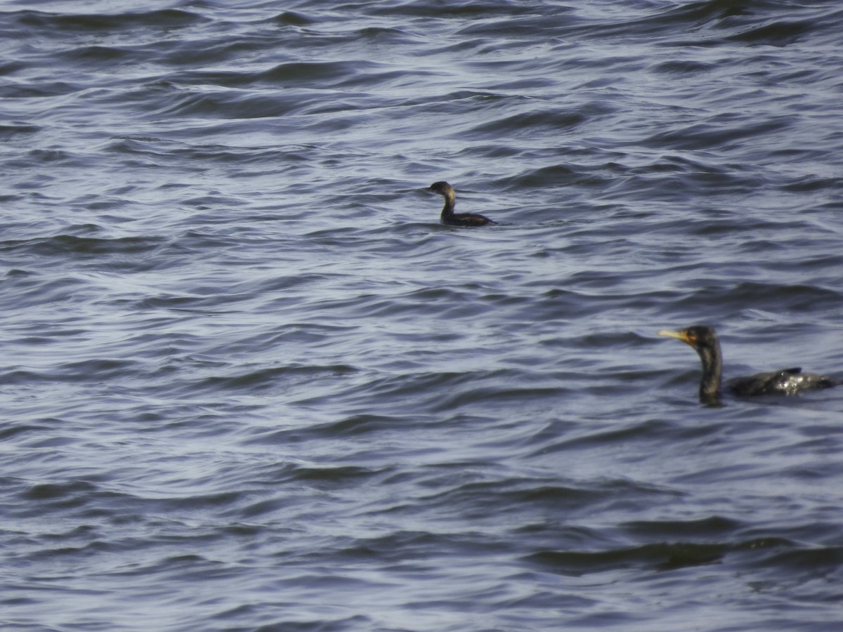 Double-crested Cormorant - ML615182626