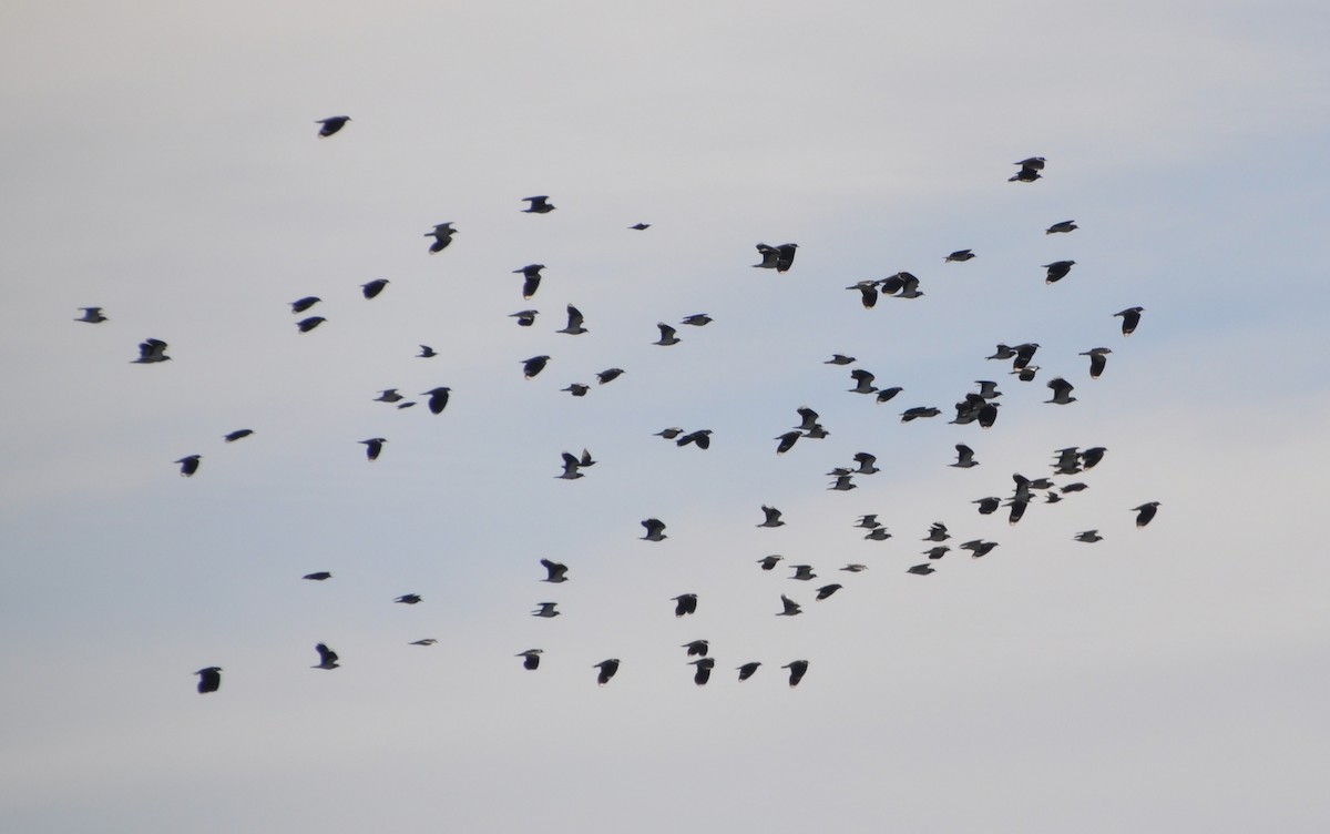 Northern Lapwing - ML615182628