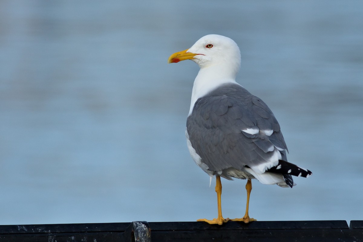 Yellow-legged Gull (michahellis) - ML615182651
