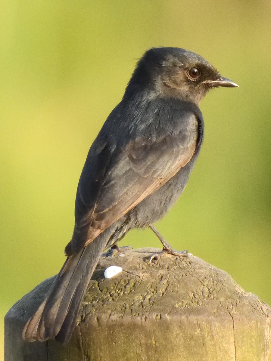 Southern Black-Flycatcher - Colin Fisher